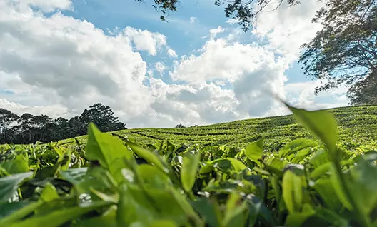如何品鉴烟草风味电子雾化液——什么是风味？