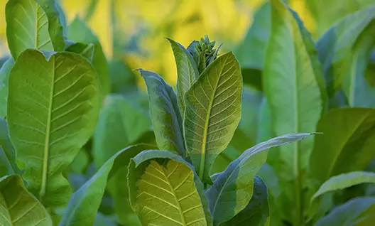 如何品鉴烟草风味电子雾化液——什么是特征风味？
