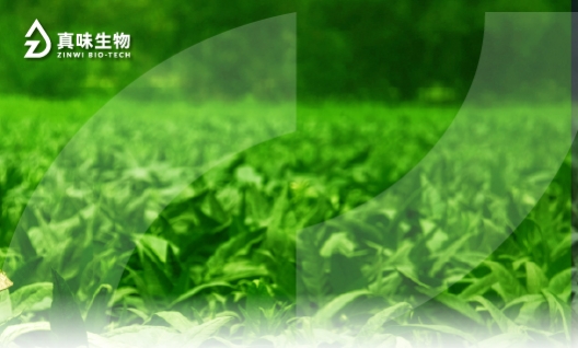 真味生物双元协同调香体系：天然提取物与单体复配的价值探析