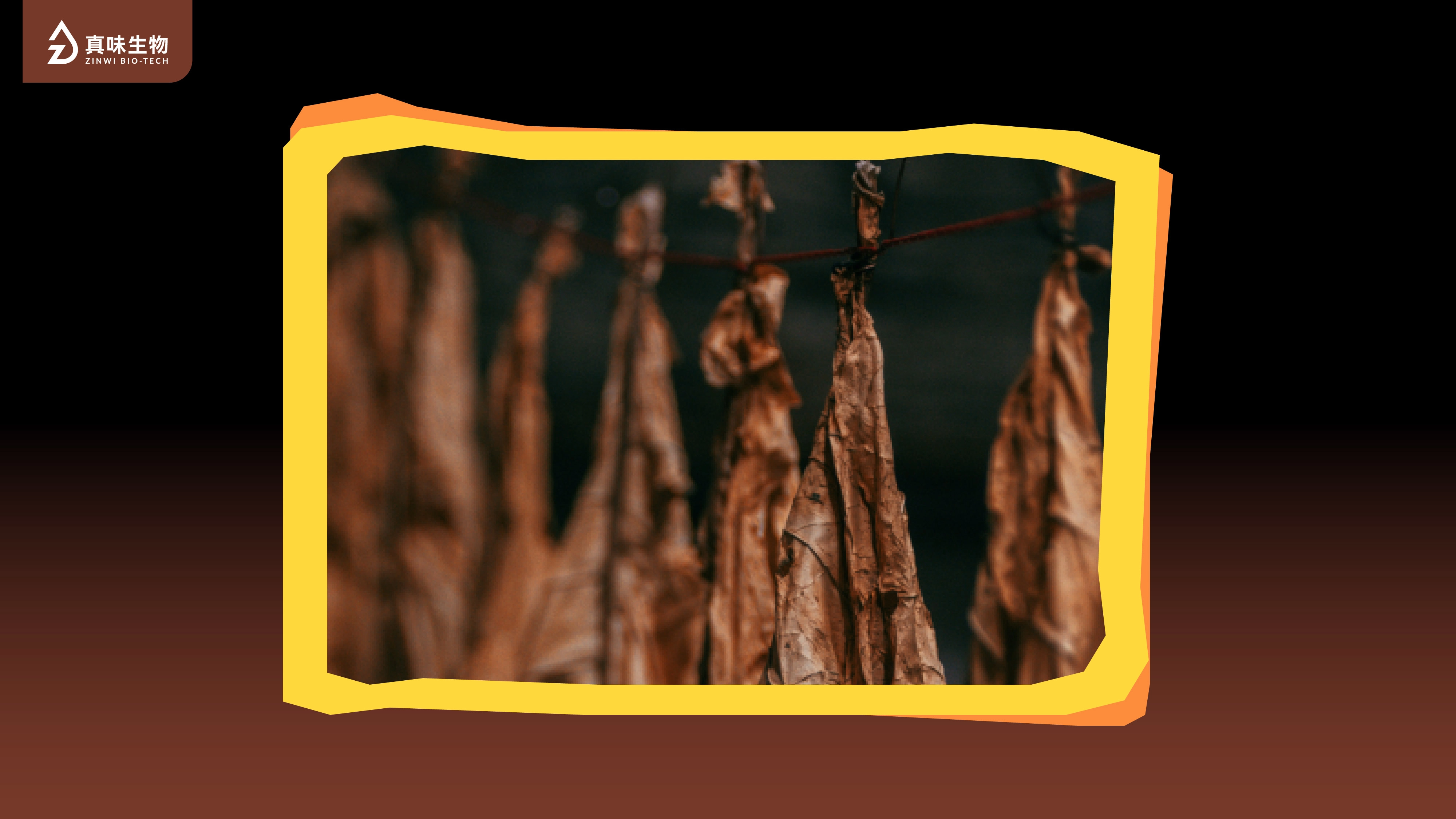 真味生物迎合未来：烟草风味产品在欧洲市场的挑战与机遇