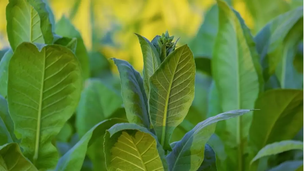 本期，真味生物将围绕“特征风味”，不断深入，持续探究“品鉴烟草风味电子雾化液”的可能性。