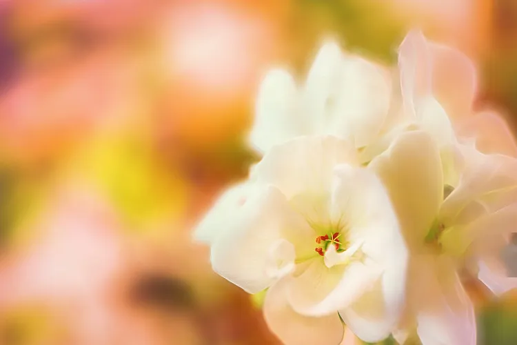 真味生物 · 烟油展品  07 花香味（定制版）