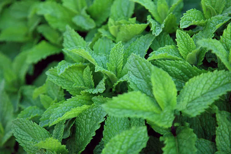 真味生物 · 烟油展品  04 薄荷味（定制版）