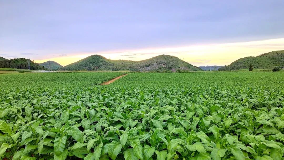 南研究院将与深圳总部开展协同研发、同步研发，确保相关研究成果第一时间服务我们在深圳乃至全球的客户。