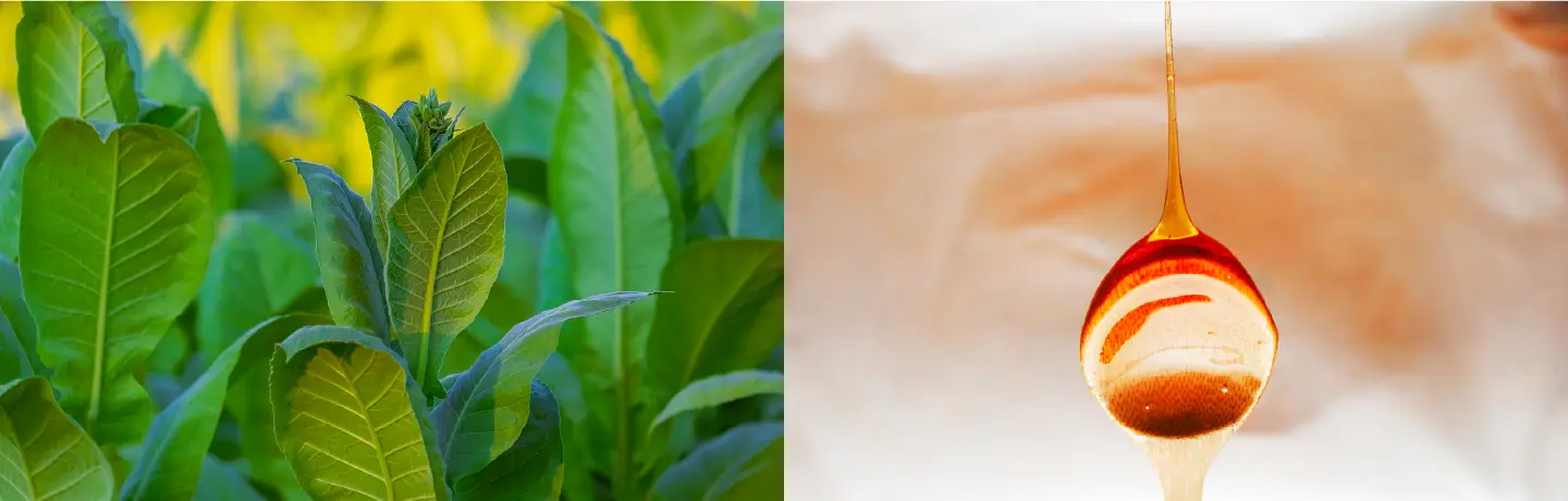 布局未来，真味全球烟香风味解决方案推荐-真味生物