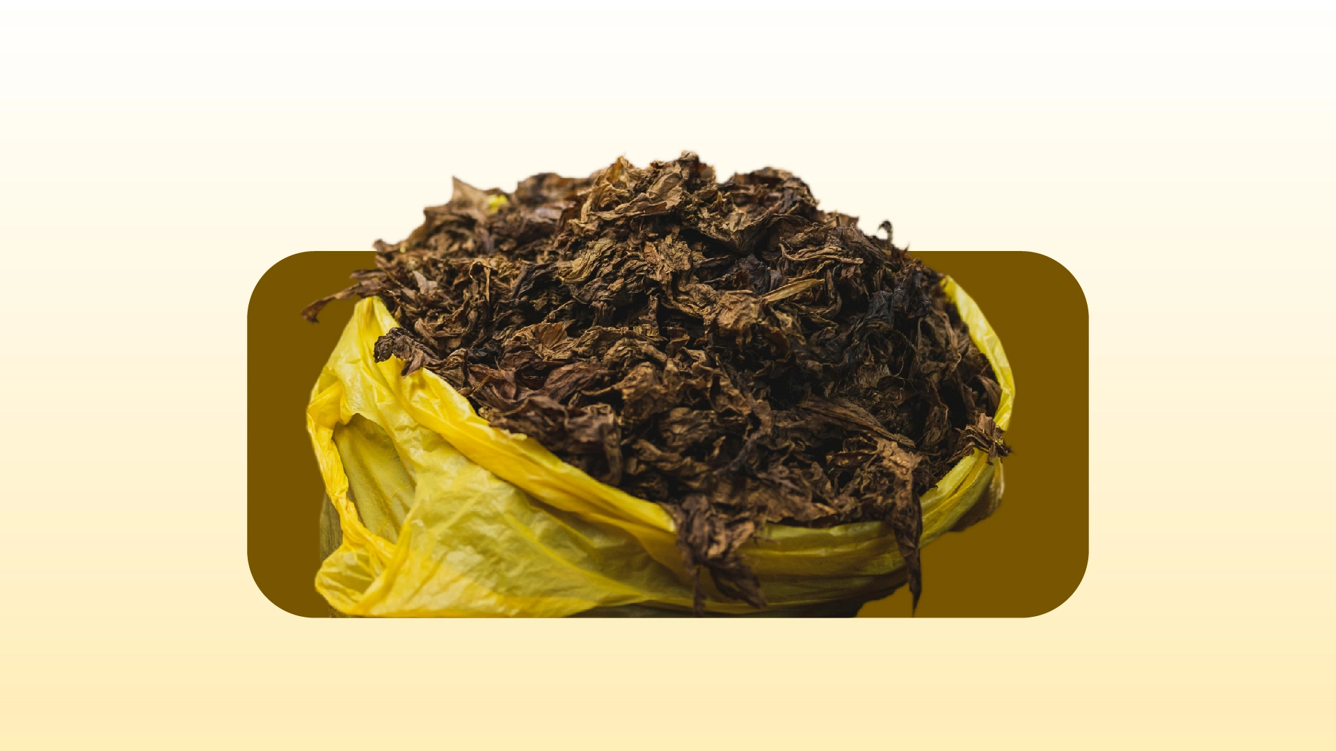 真味生物烟草风味产品的感官体验提升之路(下) 真味生物烟草风味产品的感官体验提升之路(下)